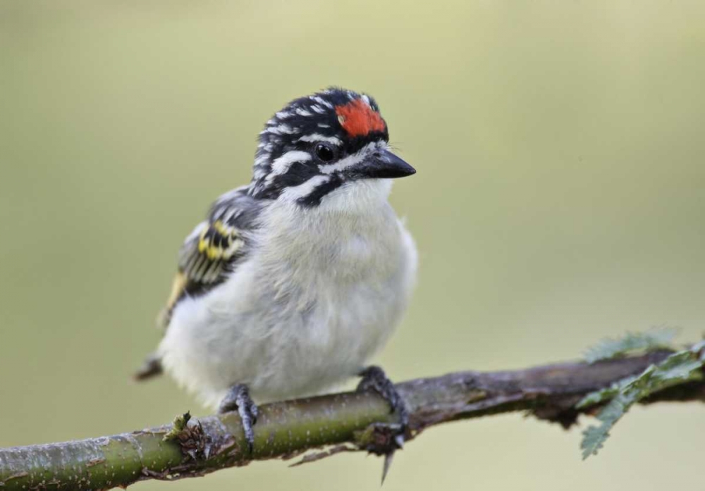 Kenya, Masai Mara Red-fronted tinkerbird on limb